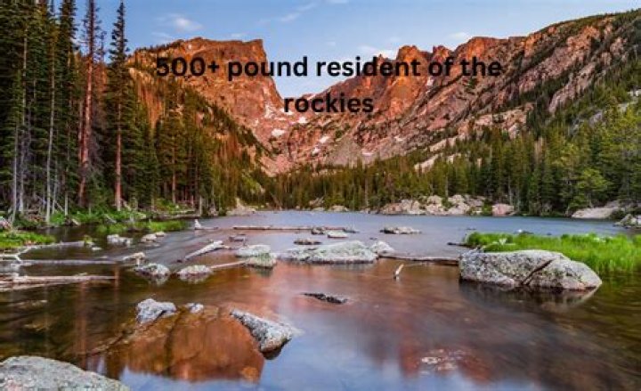 Exploring the Life of a 500+ Pound Resident of the Rockies