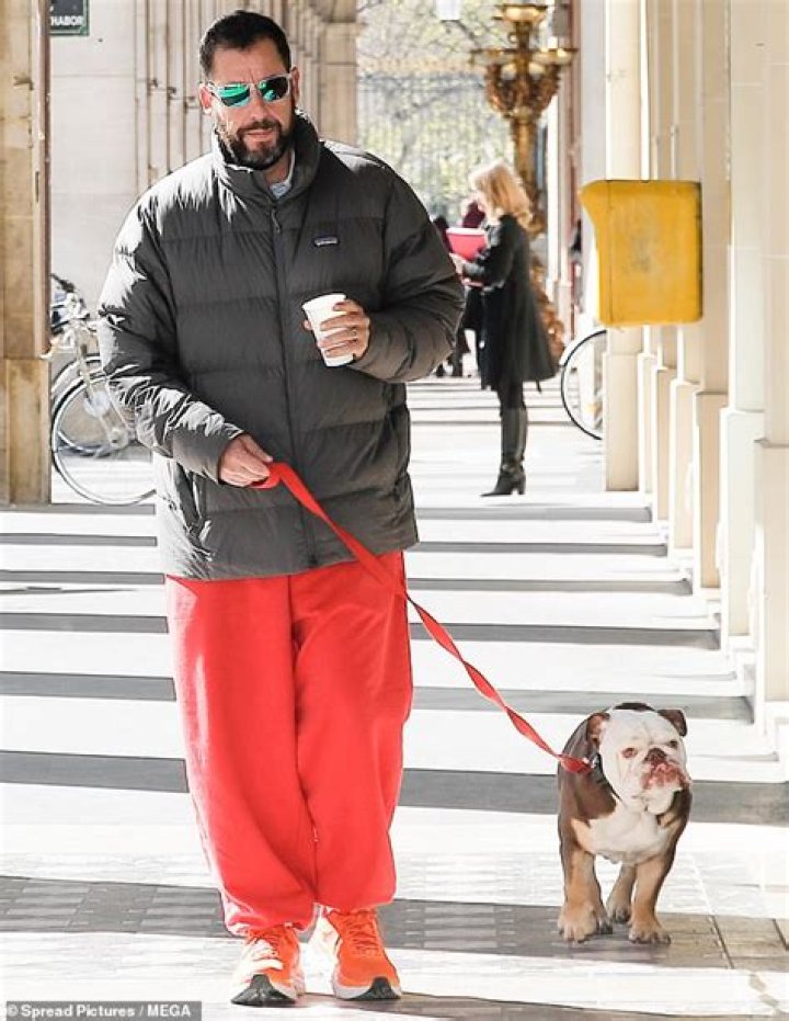 Adam Sandler's Beloved Bulldog: A Behind-the-Scenes Look