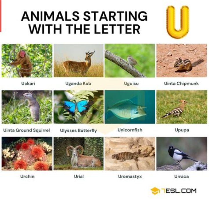 Unique and Unusual Animals That Start with the Letter U