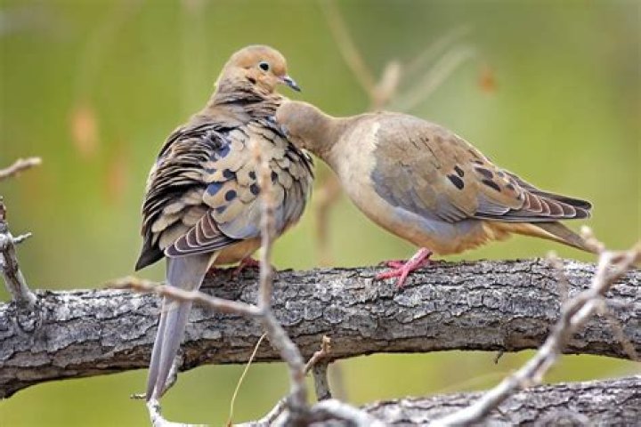Are Mourning Doves Extinct? Understanding Their Current Status