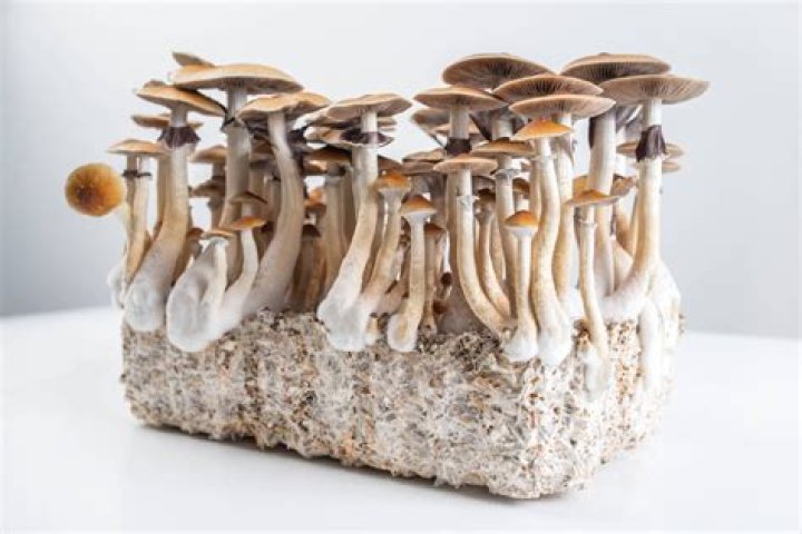 Are Magic Mushrooms Addictive? The Truth Revealed