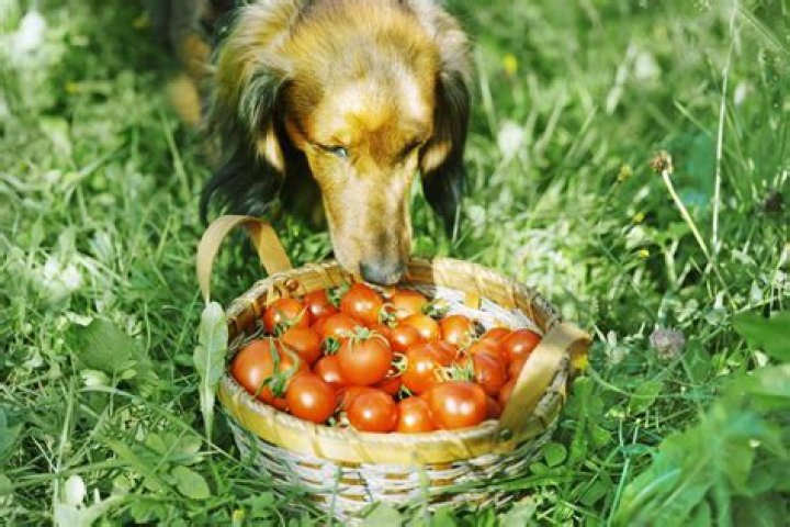 Are Tomatoes OK for Dogs? Exploring the Safety and Benefits