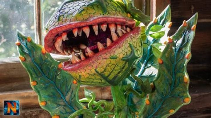 Exploring the Fascinating World of the Audrey 2 Plant