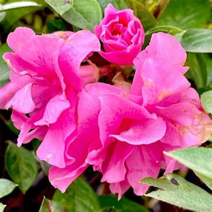 Azaleas in Colorado: A Flourishing Bloom in the Rocky Mountains