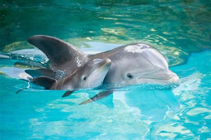 Alluring Wonders of a Baby Dolphin's World