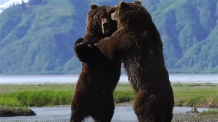 Understanding Bear Attacks: Prevention, Safety Measures, and a Closer Look