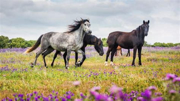 Exploring the Enchantment of Beautiful Wild Horses