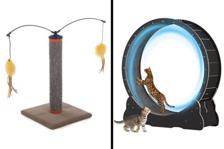 Best Cat Toys: A Comprehensive Guide to Keep Your Feline Friends Engaged