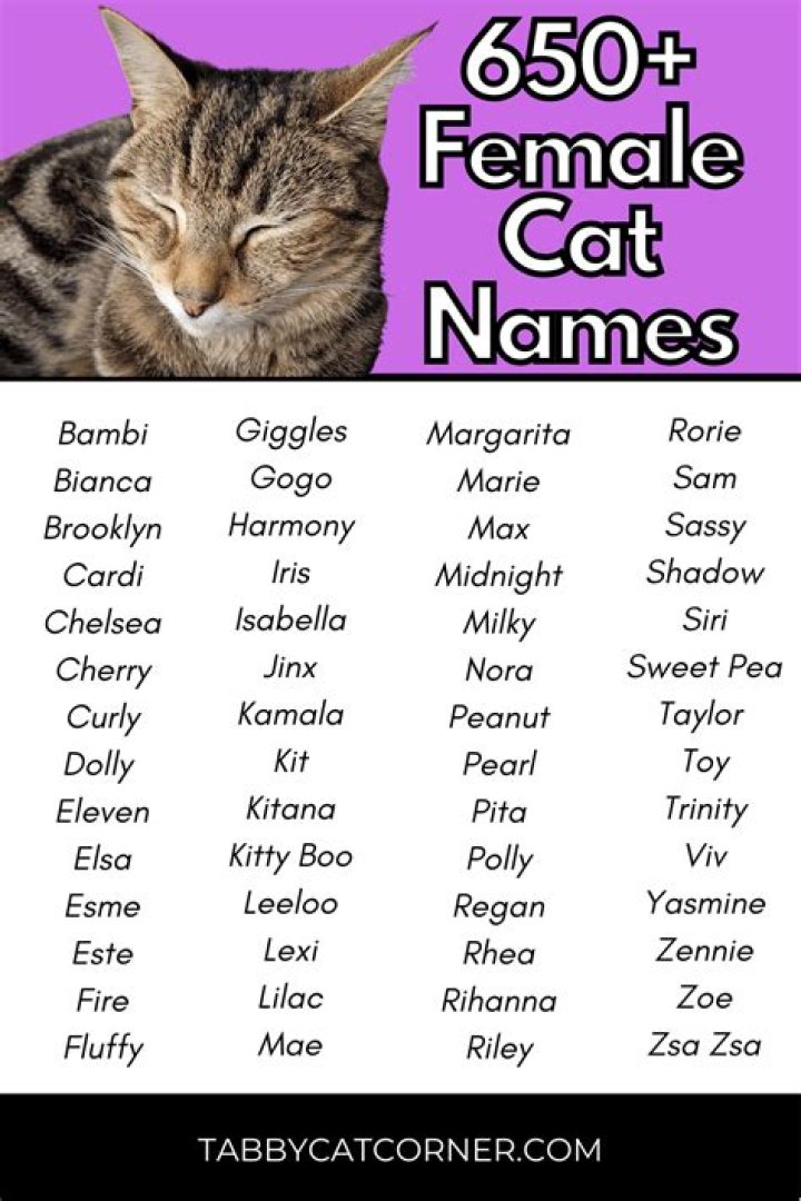 Inspiring Choices: The Best Female Cat Names for Your Feline Friend