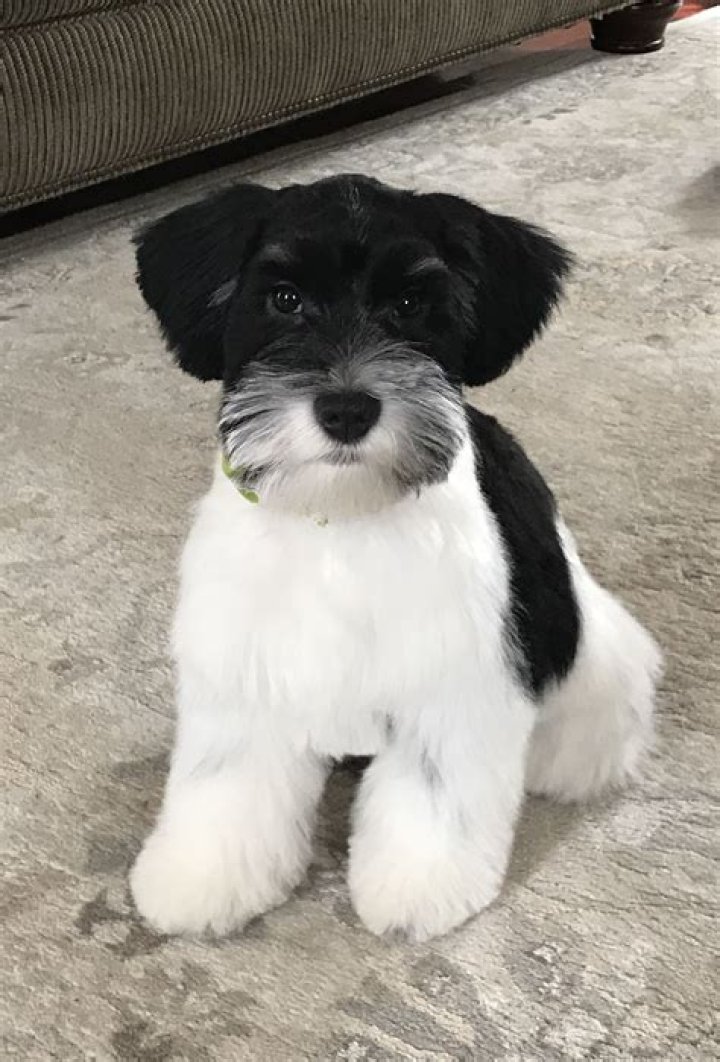 Delightful Companions: The Enchanting Black and White Mini Schnauzer