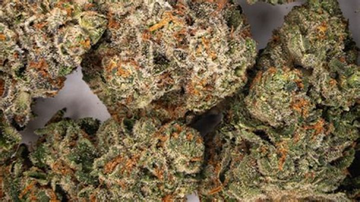 Black Marker Strain: Your Guide to Growing the Ultimate Indoor Cannabis