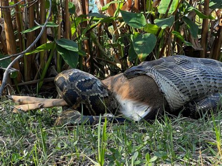 Burmese Pythons in Florida: The Latest News and Impacts