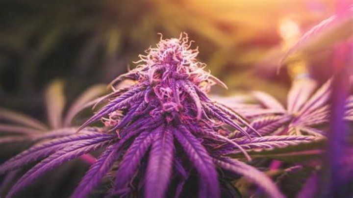 Discover the Cali Cartel Strain: The Ultimate Guide to a Potent Indica