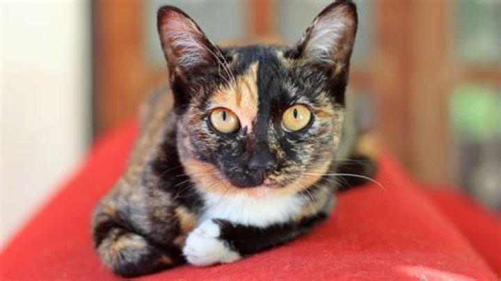 Everything You Need to Know About Calico Cats Black