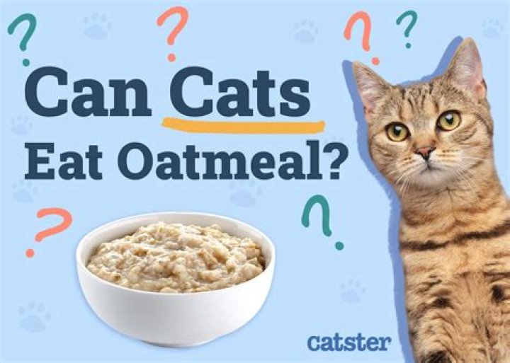 Can Cats Safely Enjoy Oatmeal?