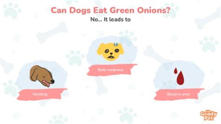 Understanding the Implications: Can Dogs Eat Green Onions?