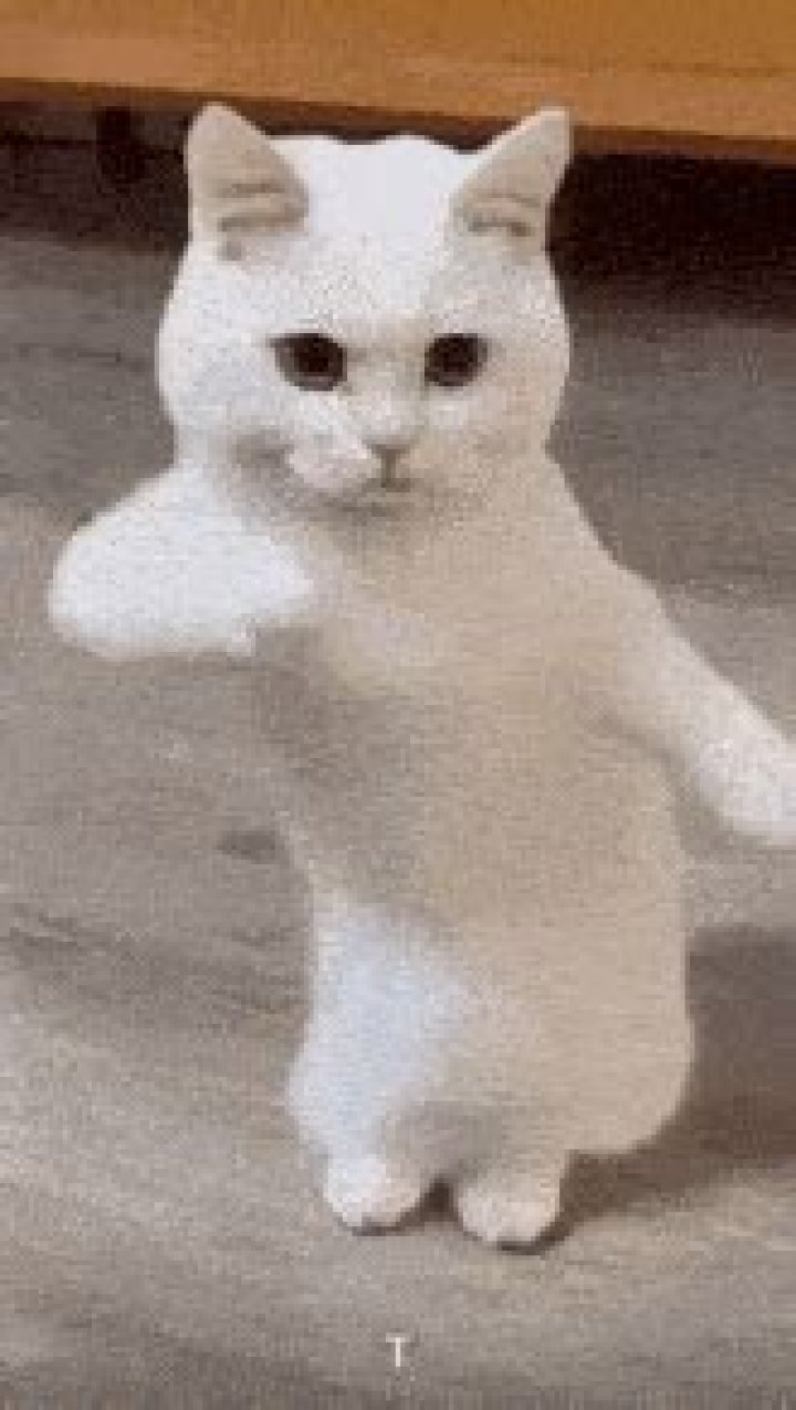 Cat GIF Dance: The Ultimate Guide to Feline Fun on the Internet