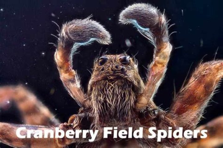 Cranberry Field Spiders: An In-depth Exploration