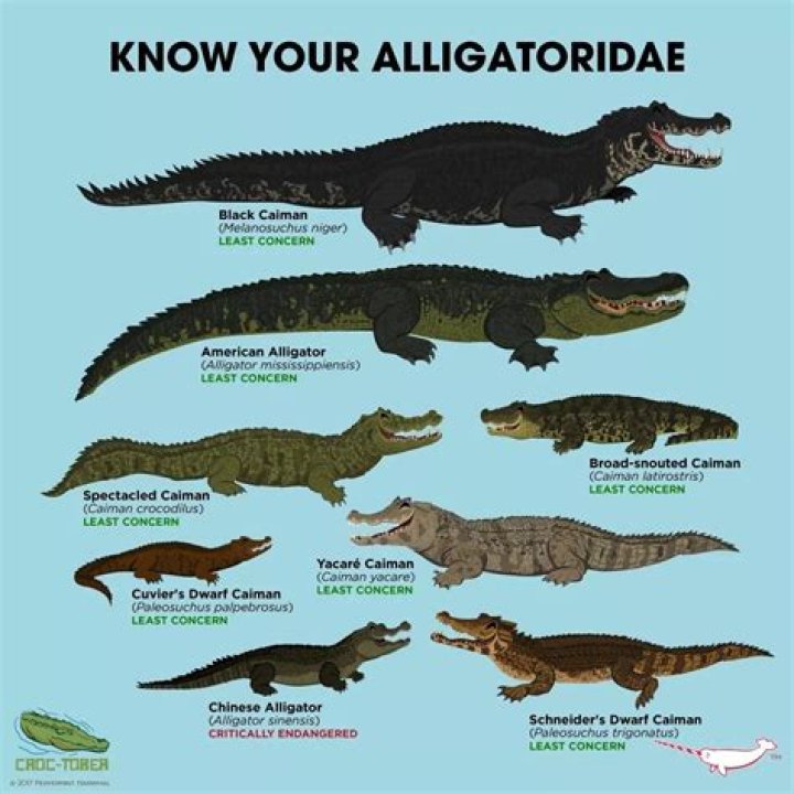 Crocodile vs Alligator Size: Understanding the Giants of the Reptile World