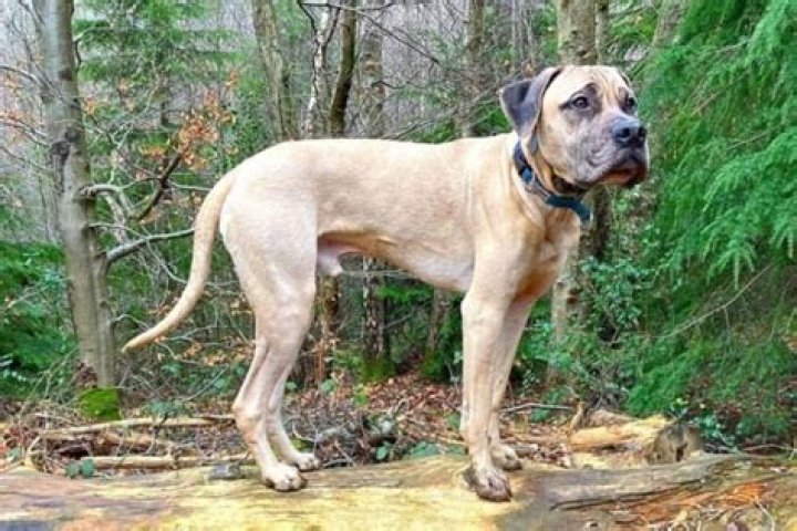 Dane Mastiff: The Gentle Giant of the Canine World