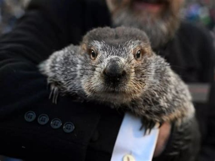 Did Phil See His Shadow 2024? A Comprehensive Guide to Groundhog Day