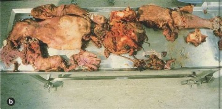 Diving Bell Incident: A Deep Dive into the Tragic Event