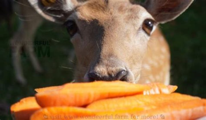 Are Carrots a Favorite Snack for Deer?