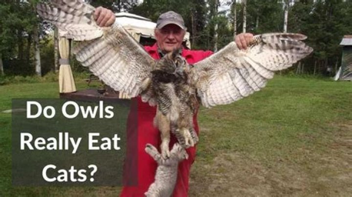 Do Owls Eat Cats? Unraveling the Myths and Facts