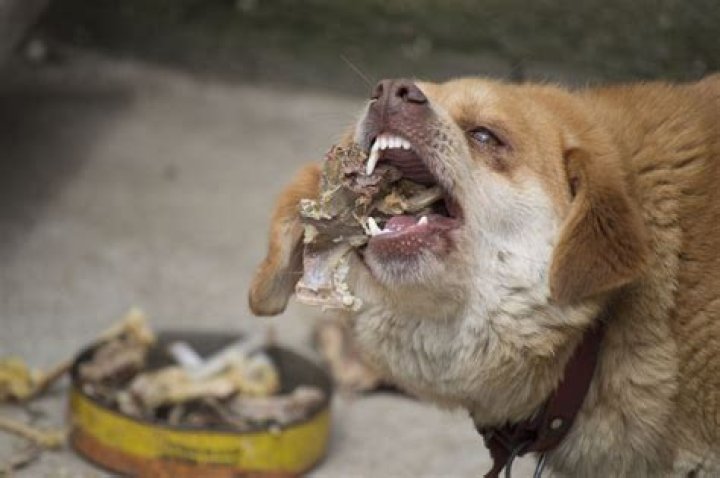 Surviving in a Dog Eating Dog World: Strategies for Success