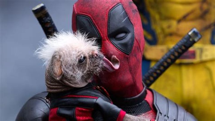 Dog Pool from Deadpool: A Comprehensive Guide to the Iconic Marvel Character's Beloved Pet