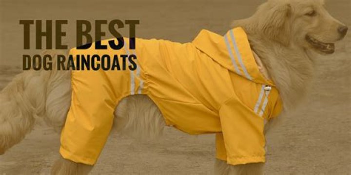 Essential Dog Rain Gear: Keeping Your Furry Friend Dry and Comfortable