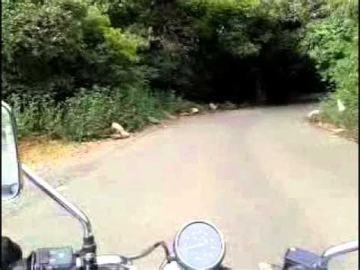 Understanding Dogxxnx: A Comprehensive Guide to Canine Wellness