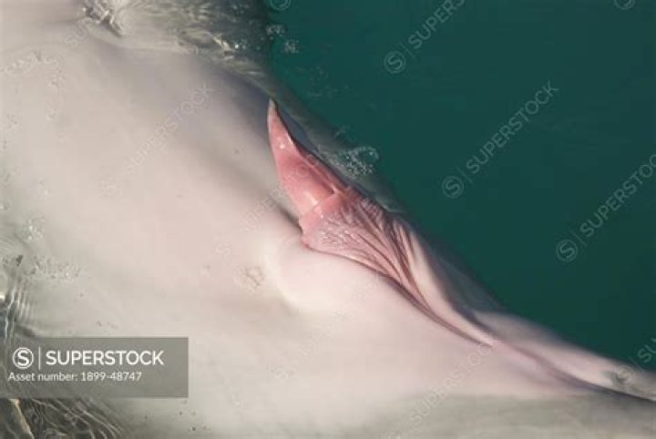 Intriguing Aspects of the Dolphin Penis: A Deep Dive into Marine Biology