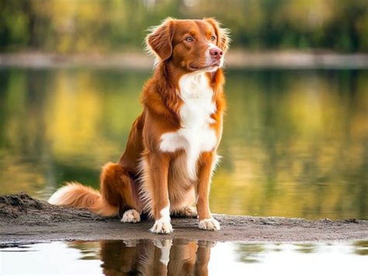 Discovering the Unique Charm of the Duck Toller Dog
