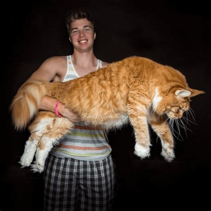 Unveiling the Fascinating World of the Giant Domestic Cat