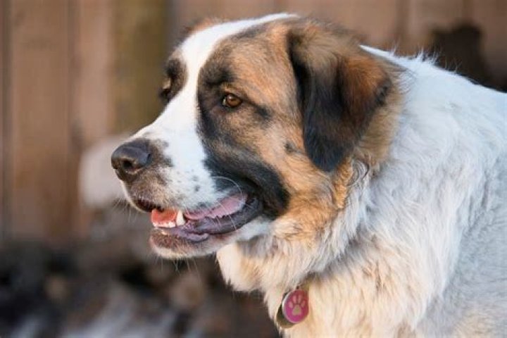Discovering the Great Pyrenees and Saint Bernard Mix: A Gentle Giant