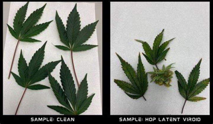 Comprehensive Guide to Hop Latent Viroid Testing: Methods and Applications