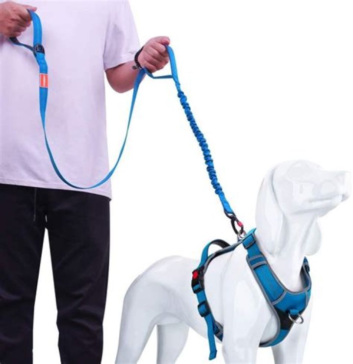 Mastering the Art of Putting a Harness on Your Dog