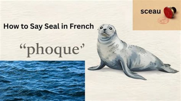 How Do You Say Seal in French? Discovering the French Language and Its Richness