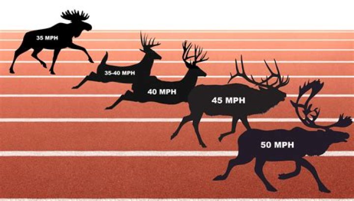 Understanding the Speed of Deer: How Fast Can They Run?