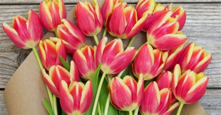 How Long Do Tulips Last? A Comprehensive Guide to Tulip Longevity