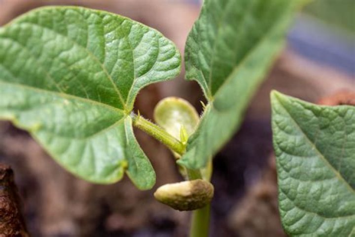Mastering the Art of Growing Pinto Beans: A Comprehensive Guide