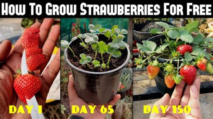 Ultimate Guide on How to Grow Strawberries from Seeds