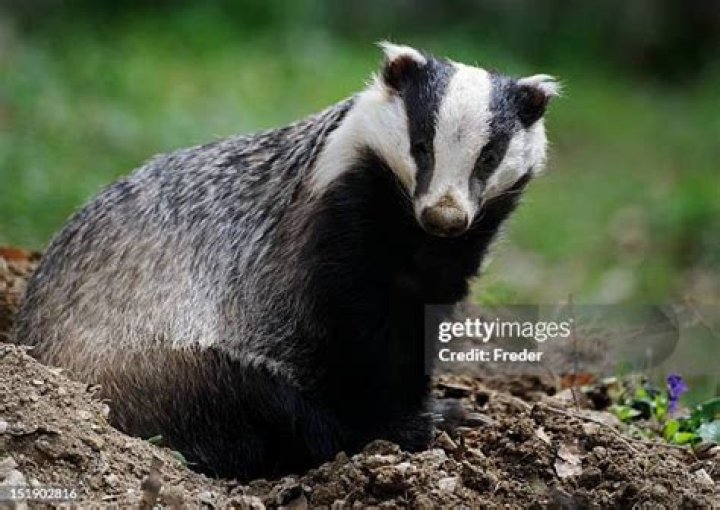 Understanding Images Badger: A Comprehensive Guide