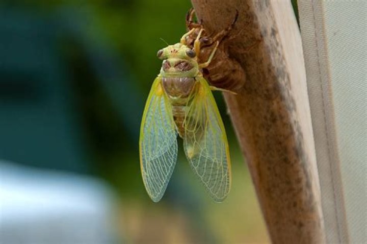 Images of Cicadas: A Comprehensive Guide to Understanding These Fascinating Insects
