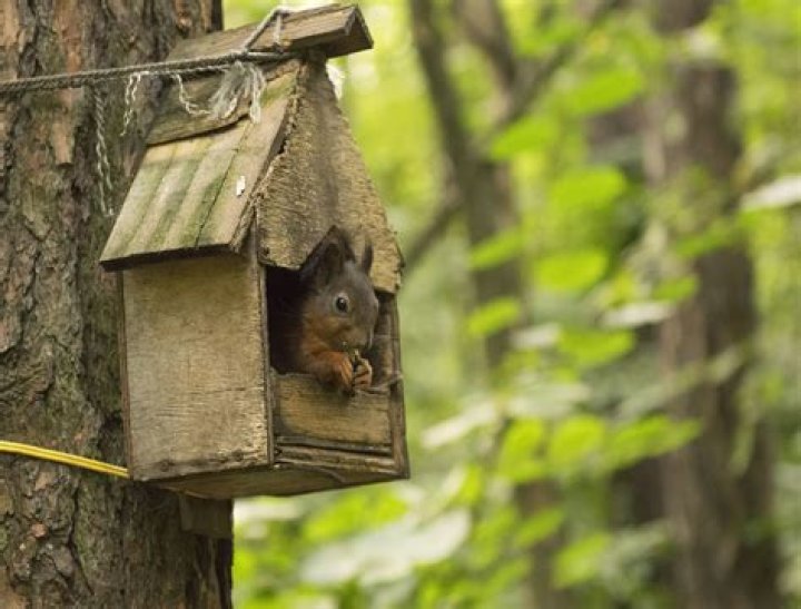 Exploring the Cozy World Inside of a Squirrel's Nest