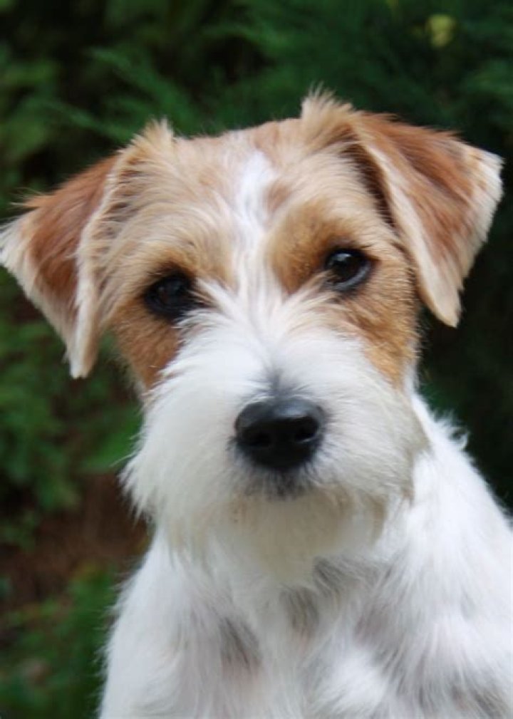 Jack Terrier Mix: The Ultimate Guide to This Unique Hybrid Breed