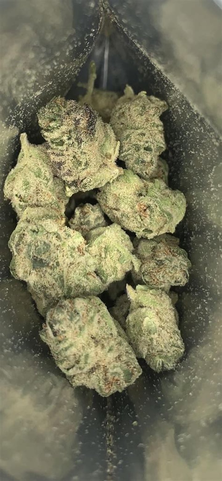 Discover the Koala Strain: A Comprehensive Guide to its Effects and Origins