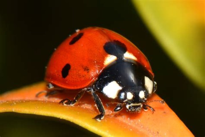 Exploring the Intricate World of Ladybug Close Ups