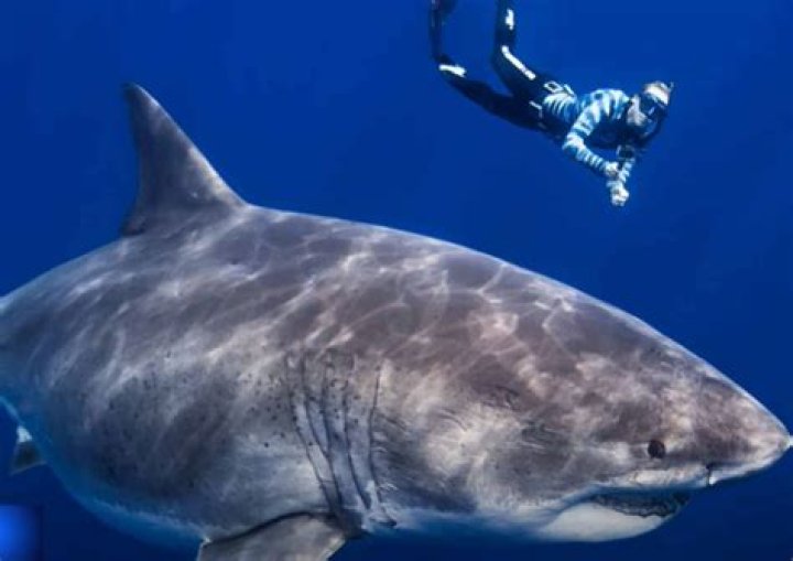 The Fascinating Tale of the Largest Great White Ever Recorded